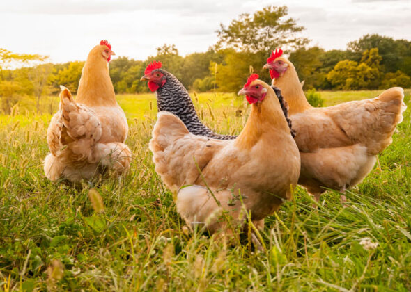 Chickens in a field